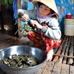 Nông dân Năm Căn chủ động nuôi trồng thủy sản bền vững