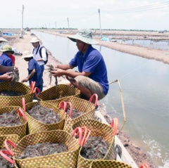 Trà Vinh giá tôm thẻ tiếp tục giảm mạnh