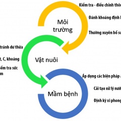 Quản lý và chăm sóc ao nuôi tôm trong điều kiện thời tiết biến động