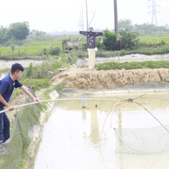 Khởi nghiệp từ làng - bỏ việc ngân hàng về quê nuôi cá