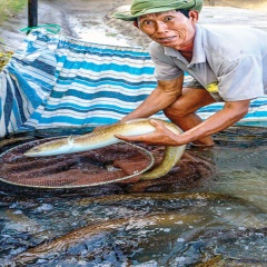 Làng cá chình Tân Thành trước sức ép ... nhường đất