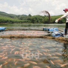 Nuôi cá lồng trên hồ thủy lợi Thiết Ðính