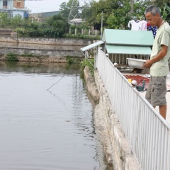 Điển hình nuôi cá Koi Quảng Ninh