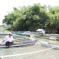 Quảng Nam: Nông hội đoàn kết nuôi cá lồng bè trên sông