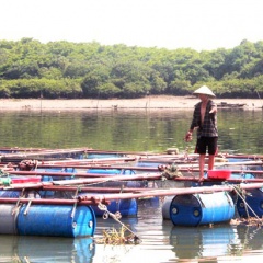 Khúc sông chừng 500m thu hàng tỷ đồng/năm