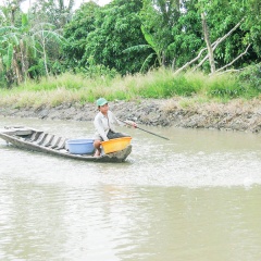 Mỹ chuẩn bị thanh tra thực tế về cá tra ở Việt Nam