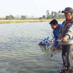 Yên Thành: Nông dân nuôi cá rô phi VietGAP đạt sản lượng 20 tấn/ha