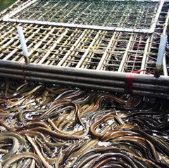 Hướng nuôi lươn mới tại Khánh Hòa