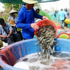 Hợp tác liên kết vùng nuôi tôm hướng đến đạt chứng nhận ASC