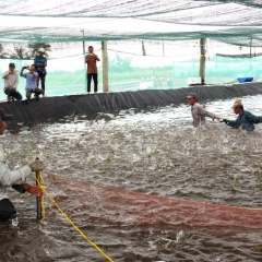 Cần hướng phát triển bền vững cho nuôi tôm siêu thâm canh