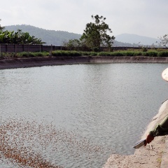 Quảng Ninh: Tăng cường quản lý nuôi tôm thẻ trong vùng nước ngọt