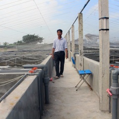 Mô hình nuôi tôm trong bể xi măng ở Nam Định