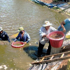 Tìm hướng đi mới cho con tôm