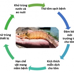 Chiến lược kiểm soát bệnh đốm trắng trên tôm