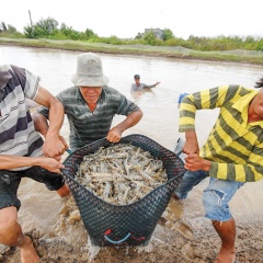 Nuôi tôm đầy nỗi lo đầu vụ