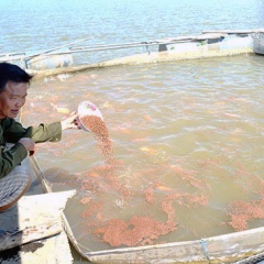 Cần tổ chức lại nuôi cá trong lồng bè ở Quảng Nam