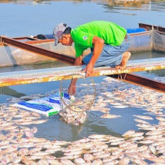 Không đồng tình với kết luận cá chết ở La Ngà, người dân viết khởi kiện