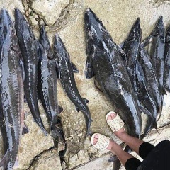 Người nuôi cá Lai Châu mất hàng tỷ đồng do lũ quét