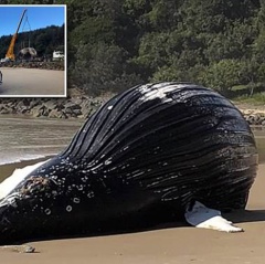 Di chuyển khẩn cấp xác cá voi 18 tấn có nguy cơ phát nổ