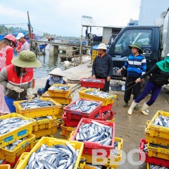 Hoài Nhơn: Sản lượng khai thác hải sản ước trên 25.500 tấn