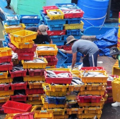 Phù Cát: 6 tháng, khai thác 22.000 tấn hải sản