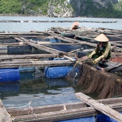 TP. Cẩm Phả:  Không còn quỹ mặt nước để đáp ứng nhu cầu nuôi thủy sản
