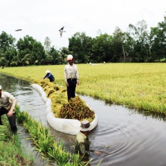 Tôm – lúa liên tục phát triển