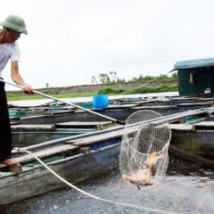 Lợi nhuận hàng trăm triệu đồng từ 500m2 nước nuôi cá lồng