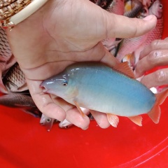 Nuôi cá heo nước ngọt mô hình hiệu quả ở An Giang