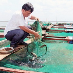 Làm giàu từ nuôi cá trên lòng hồ thủy điện Thác Mơ