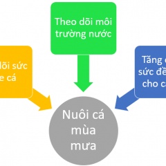 Biện pháp phòng trị bệnh cho cá trong mùa mưa lũ