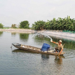 Nuôi cá “3 không”, rủi ro khó lường