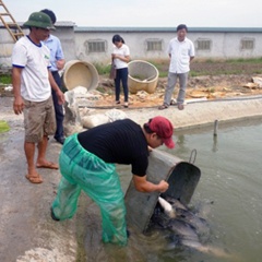 Ninh Bình: Hỗ trợ cá giống, cám thực hiện mô hình nuôi cá trắm đen