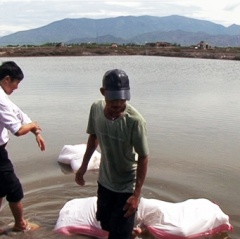 Ninh Thuận: Hỗ trợ 100% mô hình nuôi thủy sản sinh thái tại Đầm Nại