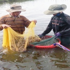 Nuôi tôm an toàn sinh học tuy giá thấp nhưng vẫn có lãi