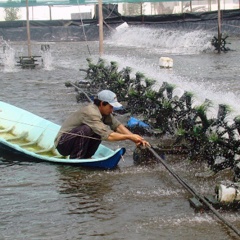 Áp dụng công nghệ cao vào nuôi tôm siêu thâm canh