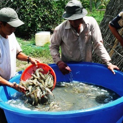 Cà Mau: Huy động mọi nguồn lực để phát triển ngành tôm
