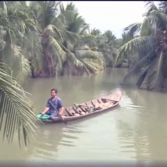 Kinh nghiệm nuôi tôm càng xanh trong vườn dừa hiệu quả