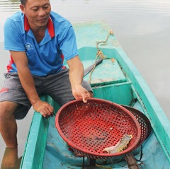 Thành công với mô hình nuôi tôm tích lồng, đặt trong vuông