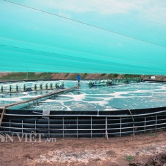 Thăm mô hình nuôi tôm trong hồ tròn hiệu quả bậc nhất đất Bạc Liêu