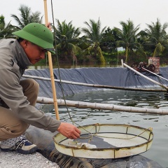 Tăng tính cạnh tranh cho con tôm trên thị trường