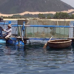 Quy định nuôi thủy sản lồng, bè ở Phú Yên
