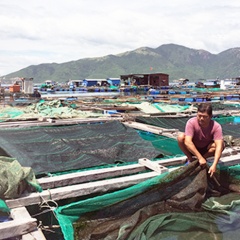 Nha Trang: Hỗ trợ khôi phục nuôi trồng thủy sản