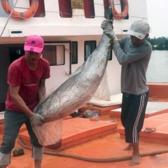 Triển vọng tàu vỏ composite