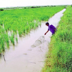 Cần giải pháp đồng bộ cho mô hình tôm - lúa