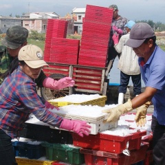 Ngư dân Thừa Thiên Huế trúng đậm cá nục