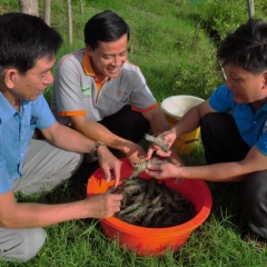 Cà Mau: Trúng tôm sau vụ lúa