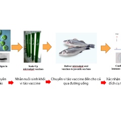 Khái niệm mới về vaccine thực phẩm cho cá