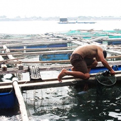 Nỗi lòng của người dân nuôi cá lồng bè Vĩnh Tân