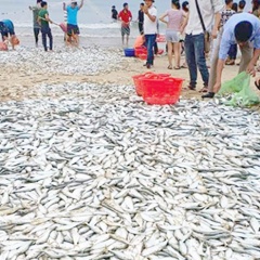 Hà Tĩnh: bắt cá mỏi tay khi 3 tấn cá bơi gần bờ